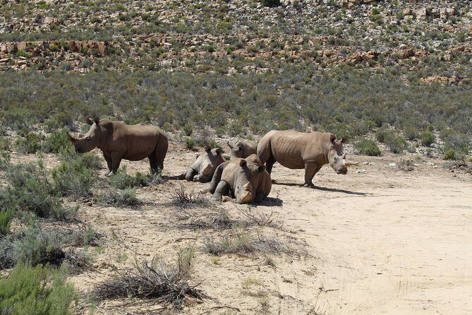 Visit African Big 5 Safari Aquila Game Reserve from Cape Town - full Day - From Cape Town to the Heart of the Wilderness