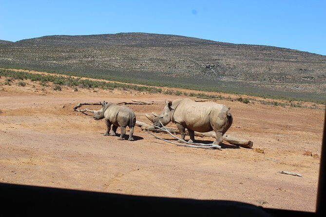 Visit African Big 5 Safari Aquila Game Reserve from Cape Town - full Day - The Wildlife and Landscape Experience