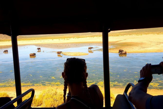 Visit African Big 5 Safari Aquila Game Reserve from Cape Town - full Day - Value and Additional Experiences