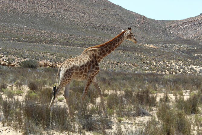 Visit African Big 5 Safari Aquila Game Reserve from Cape Town - full Day - Who Might Want to Consider Alternatives?
