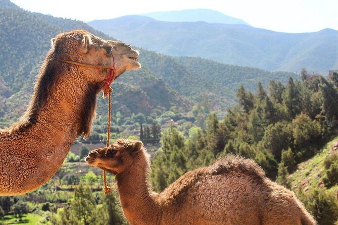 Visit Atlas Mountains and Agafay Desert with Camel Camel Experience - FAQ