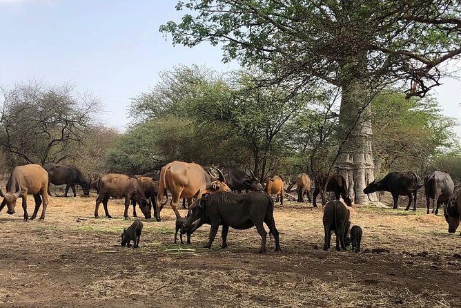 Visit Bandia Reserve and Lunch - Arriving at Bandia Reserve: A Sanctuary for Animals