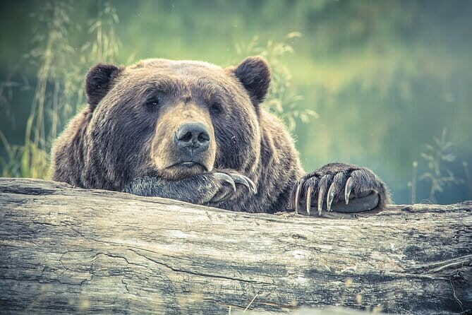 Visit Bear Rescue Center From Agra - An In-Depth Look at the Tour Experience