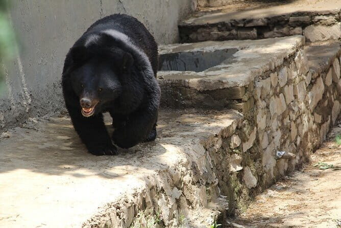 Visit Bear Rescue Center From Agra - FAQ