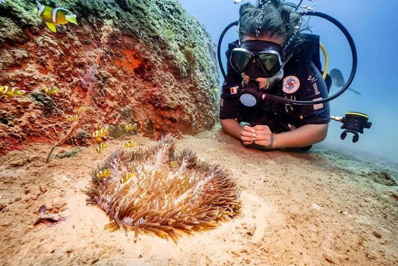 Visit Cham Islands & Snorkelling & Scuba Diving - What to Expect: Pros and Cons