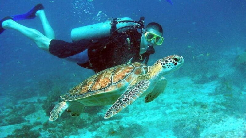 Visit Cham Islands & Snorkelling & Scuba Diving - The Experience of Reviews
