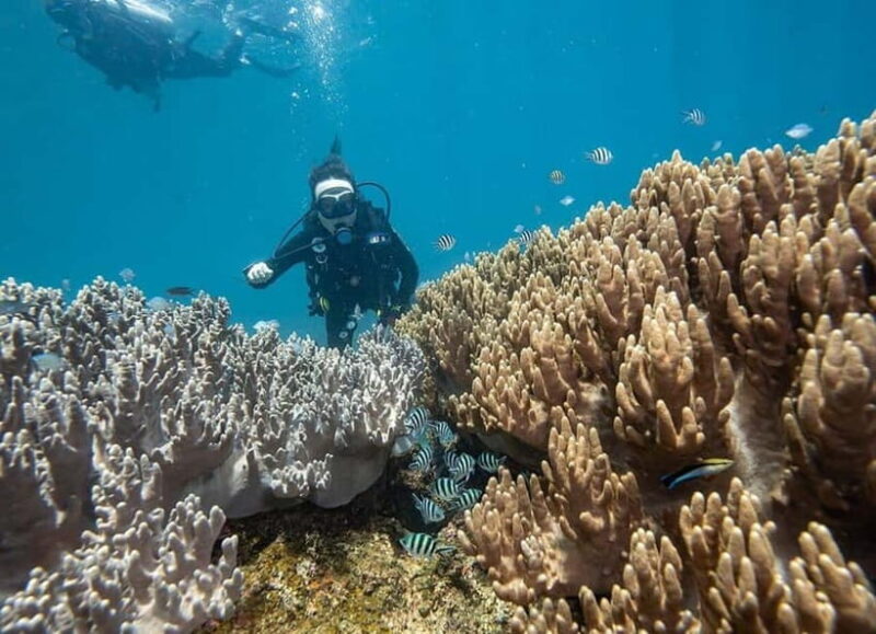 Visit Cham Islands & Snorkelling & Scuba Diving - FAQs