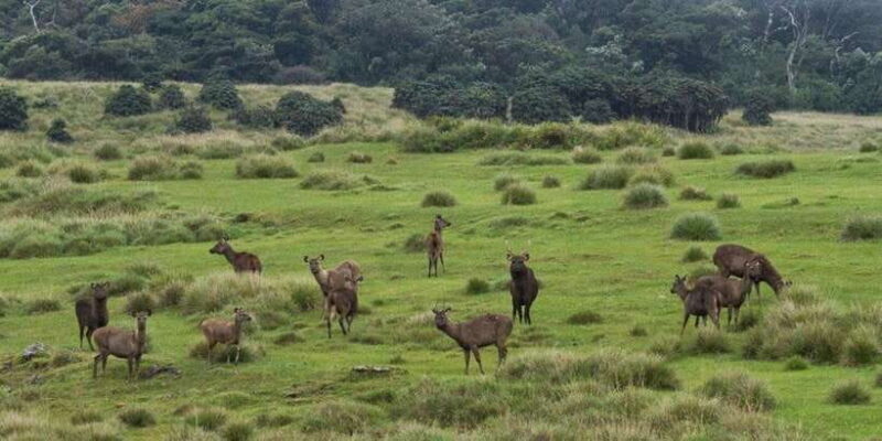 Visit Horton plains and Nuwara Eliya from Ella - Who Will Love This Tour?