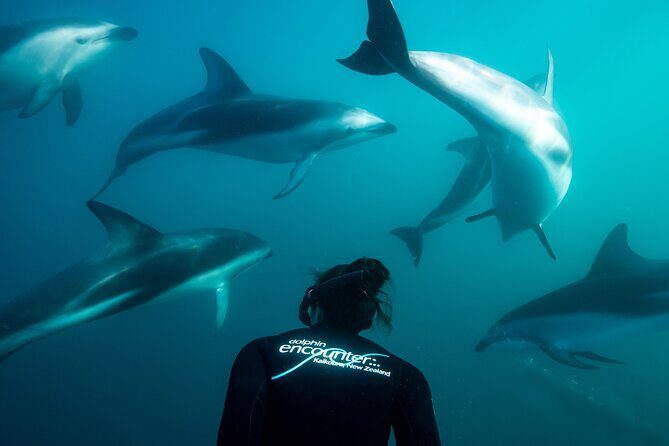 Visit Kaikura from Christchurch (small group Tour) - Who Should Consider This Tour?
