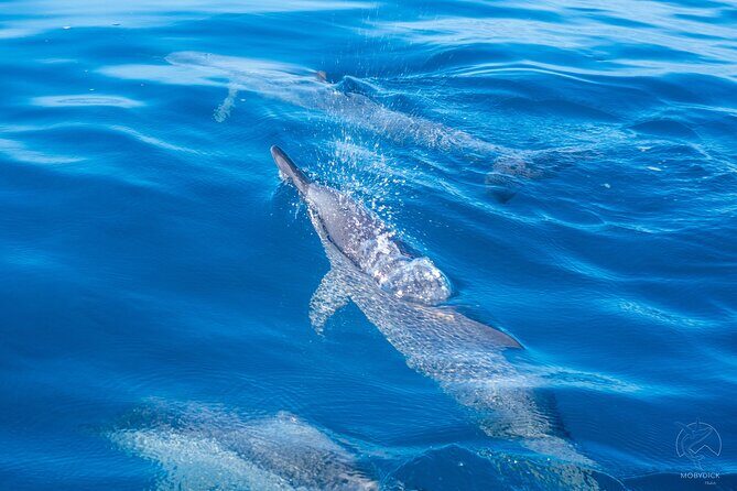 Visit of the Tahiti and her Islands Museum with a local guide. - Practical Details and Considerations