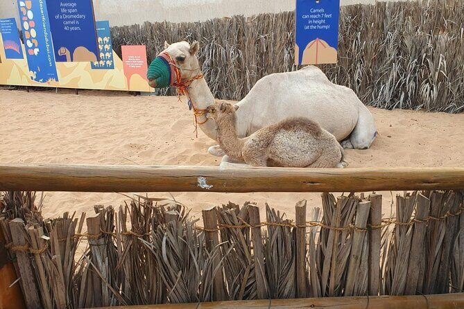 Visit Old Dubai History, Culture, Neighborhood Walking Tour - FAQ