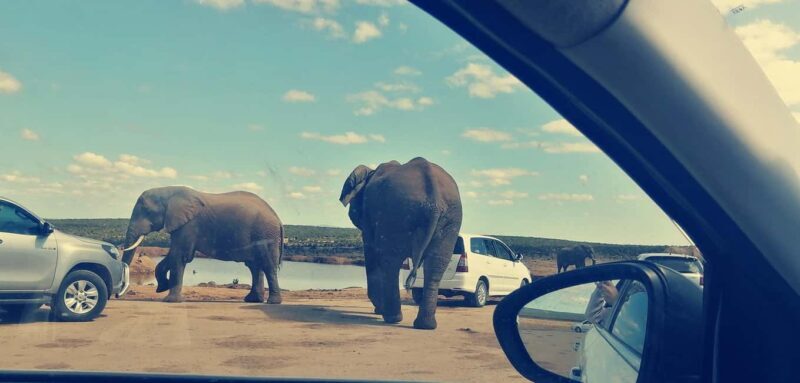 Visit Port Elizabeth :Addo Elephant Park Wildlife Safari - What to Expect on Your Addo Elephant Park Safari
