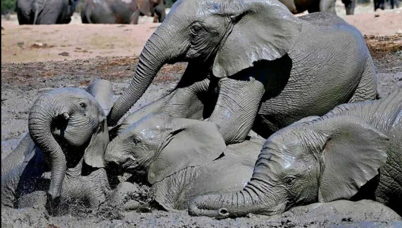 Visit Port Elizabeth :Addo Elephant Park Wildlife Safari - The Value and Pricing