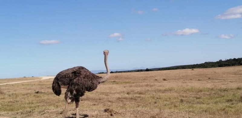 Visit Port Elizabeth :Addo Elephant Park Wildlife Safari - Who Should Consider This Tour?