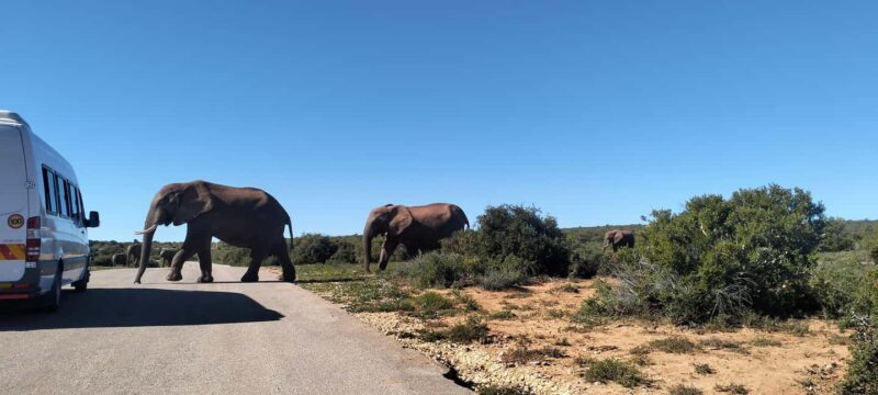 Visit Port Elizabeth :Addo Elephant Park Wildlife Safari - The Sum Up