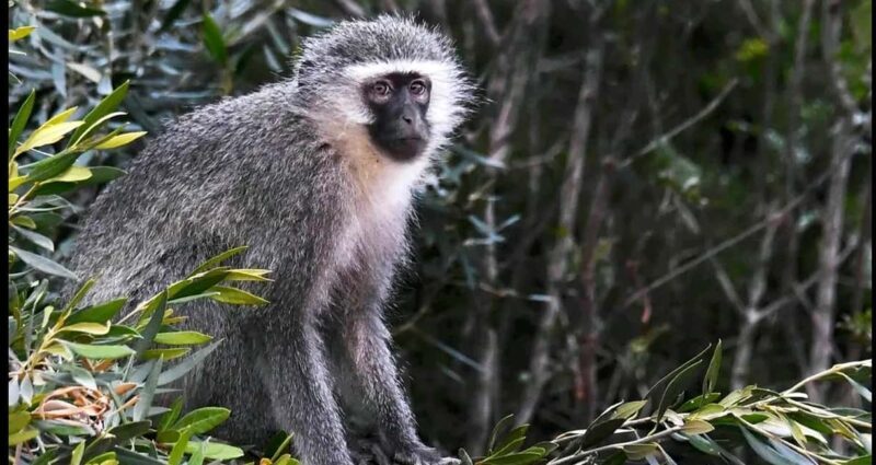 Visit Port Elizabeth :Addo Elephant Park Wildlife Safari - Frequently Asked Questions