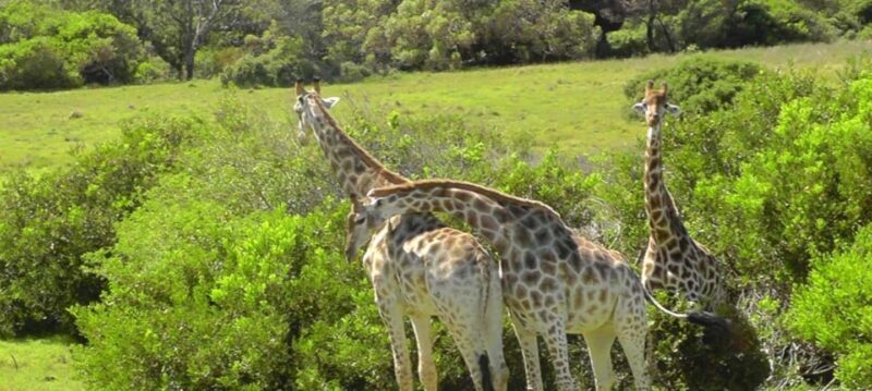 Visit Port Elizabeth :Kragga Kamma Wildlife Bus/Car tour - What to Expect from the Tour