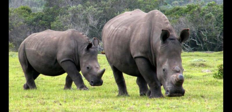 Visit Port Elizabeth :Kragga Kamma Wildlife Bus/Car tour - The Experience in Detail