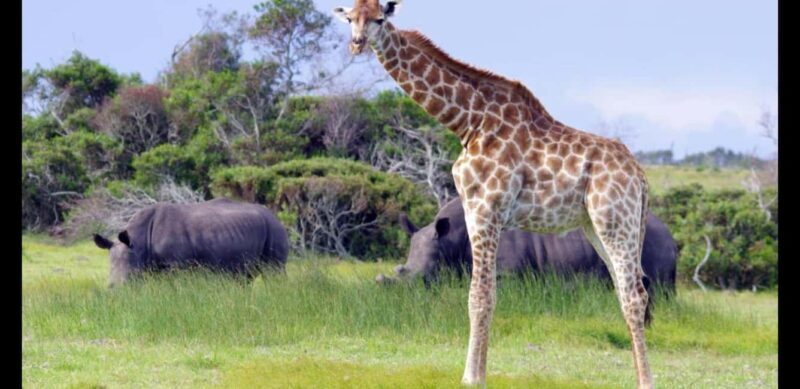 Visit Port Elizabeth :Kragga Kamma Wildlife Bus/Car tour - Who Should Consider This Tour?