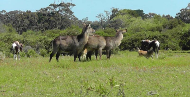 Visit Port Elizabeth :Kragga Kamma Wildlife Bus/Car tour - The Sum Up