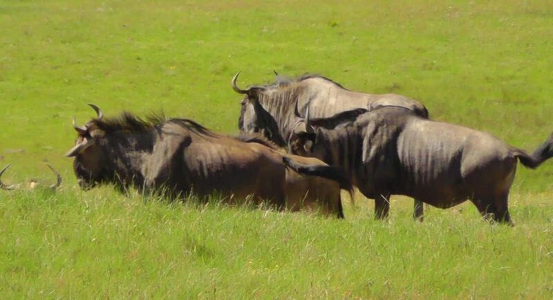 Visit Port Elizabeth :Kragga Kamma Wildlife Bus/Car tour - FAQs