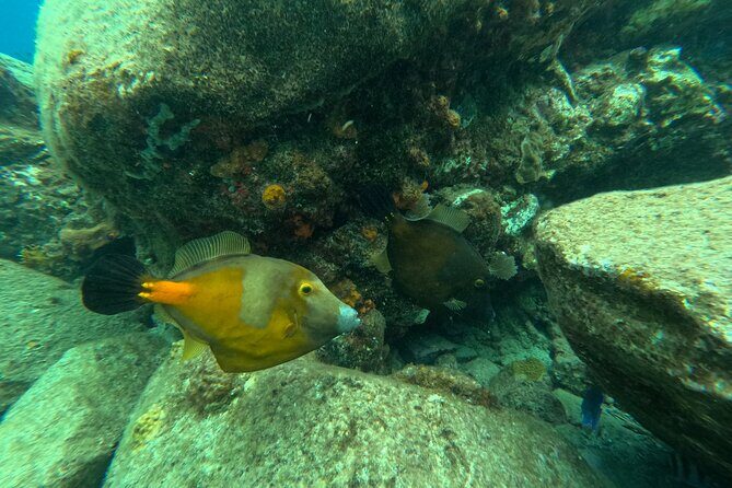 Visit Secret beaches and enjoy private guided Snorkel tour - An In-Depth Look at the Tortola Private Snorkel Tour