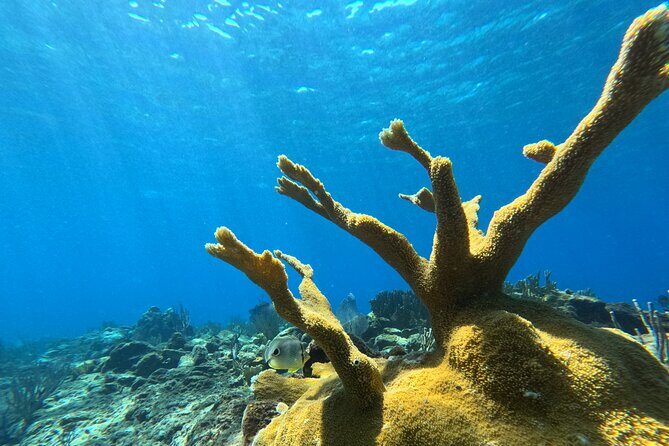 Visit Secret beaches and enjoy private guided Snorkel tour - FAQ