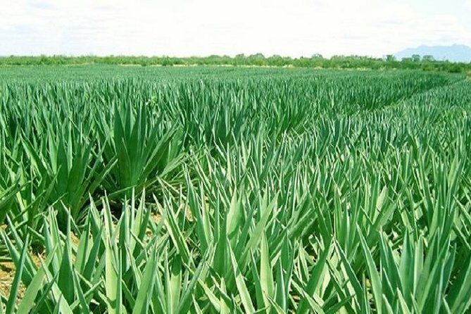 Visit Sisal Plantations & Processing Factory - Full Day Tour - Key Points