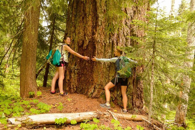 Visit Snoqualmie waterfall and an old Forest (Transport Included) - Key Points