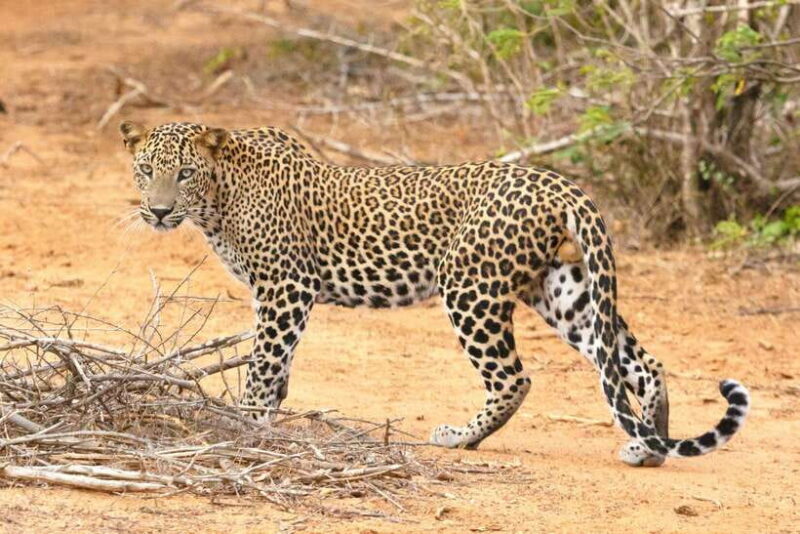 Visit sri Lanka 7 Days Round Trip - Key Points