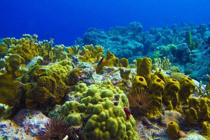 Visit the Cousteau Reserve By Boat Without a License - Who Should Book This Tour?
