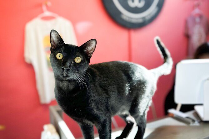 Visit the Rescued Cats of Cat Therapy - What to Expect During Your Visit
