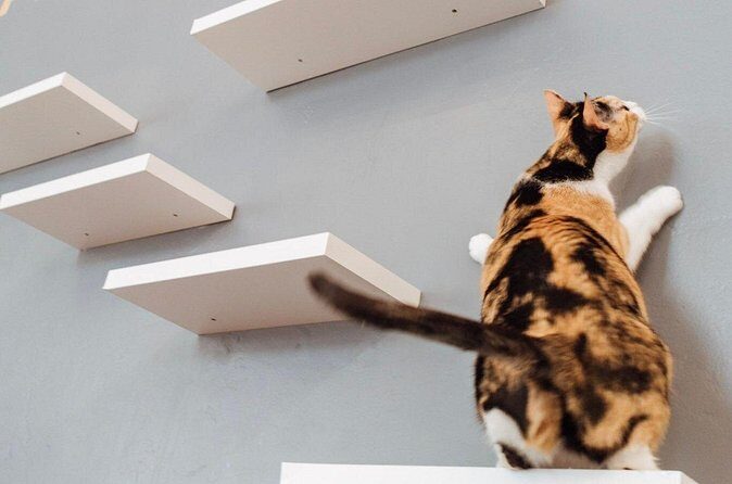 Visit the Rescued Cats of Cat Therapy - Practical Tips for Visiting
