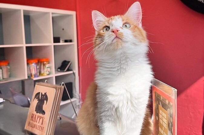 Visit the Rescued Cats of Cat Therapy - Who Will Love this Tour?