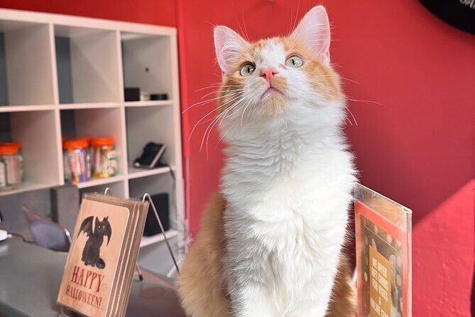 Visit the Rescued Cats of Cat Therapy - The Sum Up