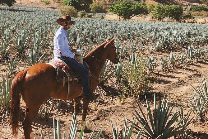 Visit to Tequila and Horseback Riding Among the Agave Landscape - Transportation and Group Size