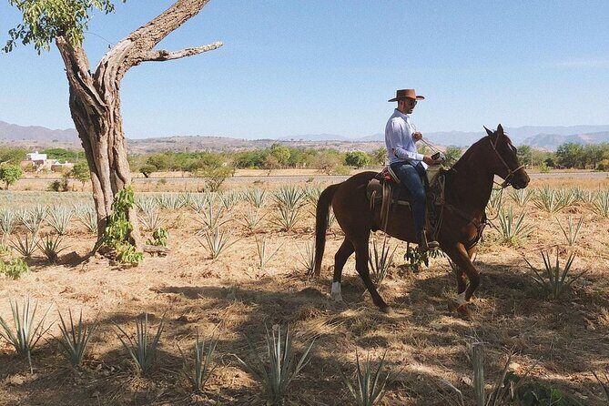 Visit to Tequila and Horseback Riding Among the Agave Landscape - FAQ