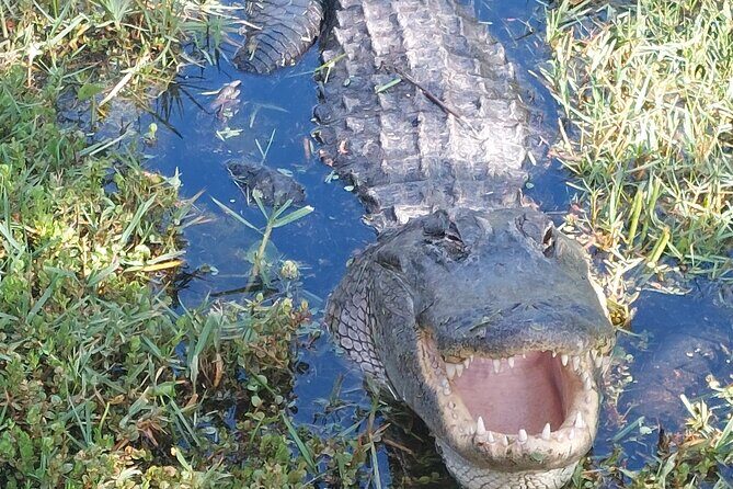 Visit to the Everglades in French - Key Points