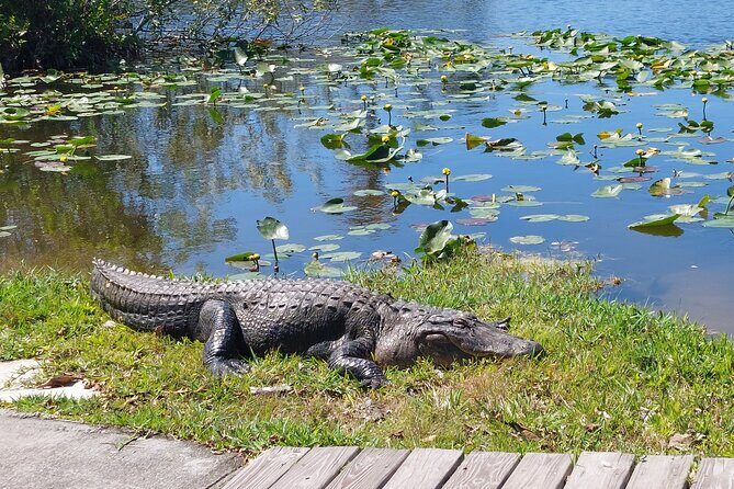 Visit to the Everglades in French - Final Reflections