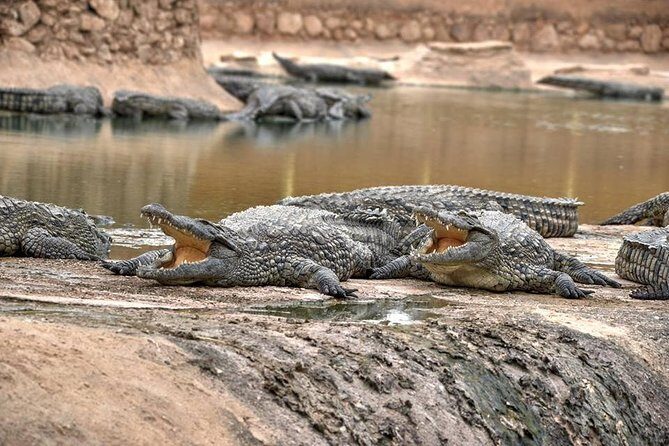 Visite the Crocodiles Park and Botanic garden - Key Points