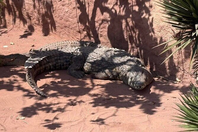 Visite the Crocodiles Park and Botanic garden - Why This Tour Is Worth Considering