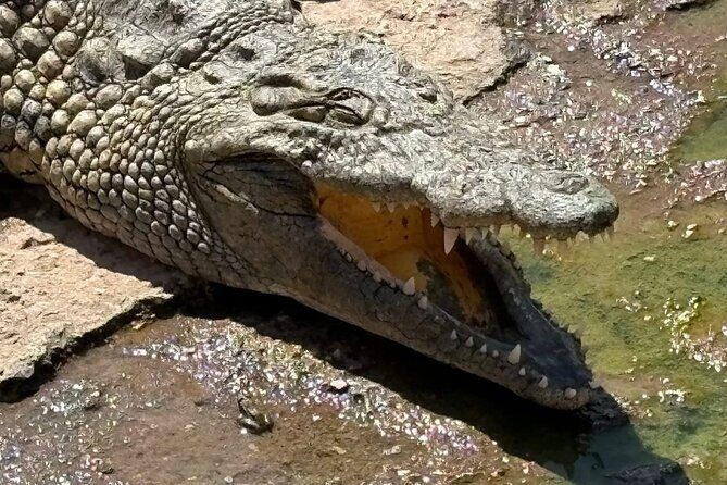 Visite the Crocodiles Park and Botanic garden - The Sum Up