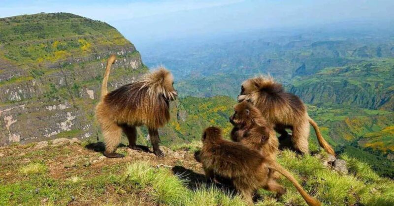 Visiting Bahir Dar, Gonder & trek to Simien Mountain 5 Days - Key Points