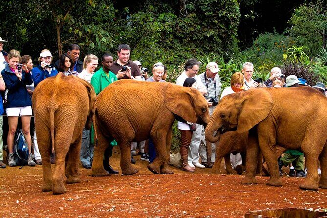 Visiting the Nairobi Elephant Orphanage Tours and Tickets - The Experience and Its Value