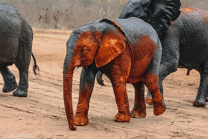 Visiting the Nairobi Elephant Orphanage Tours and Tickets - The Sum Up: Who Will Love This Tour?
