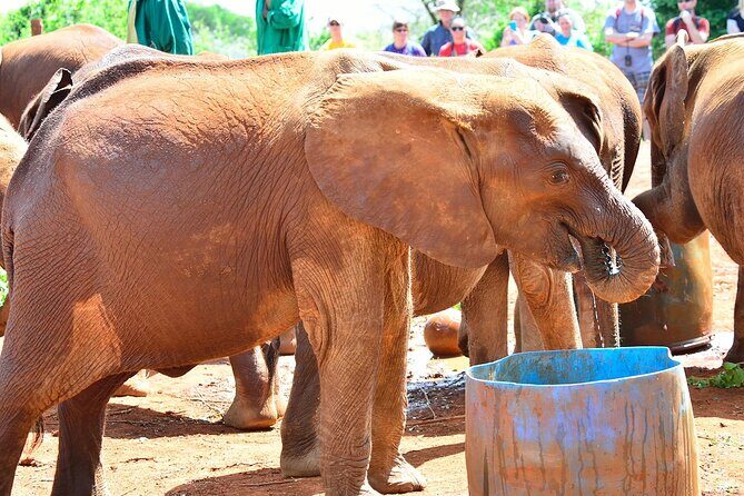 Visiting the Nairobi Elephant Orphanage Tours and Tickets - FAQ