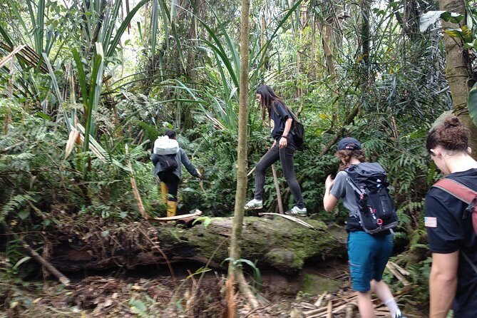 volcano hike and jungle trekking adventure - Authentic Experiences and Reviewer Insights