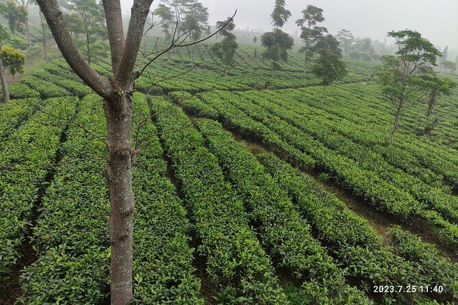 Volcano, Rice Field, Local Coffee, Tea factory, & Hot Spring Tour - A Deep Dive into the Experience