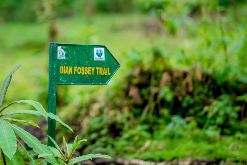 Volcanoes National Park: Dian Fossey Tomb Hike from Kigali - An In-Depth Look at the Dian Fossey Tomb Hike Experience