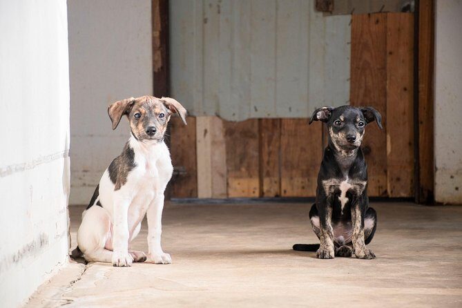 Volunteering with animals in Sao Vicente! - An Up-Close Look at Volunteer with Animals in Sao Vicente